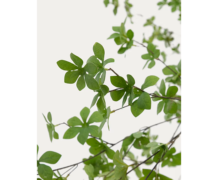 Enkianthus - Image 4