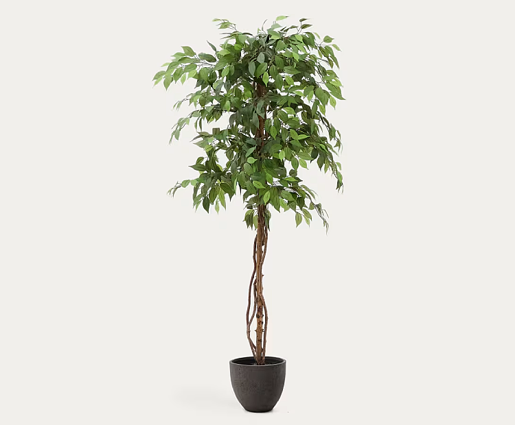 Ficus